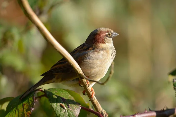 Будинок горобця ( Passer domesticus ) — стокове фото