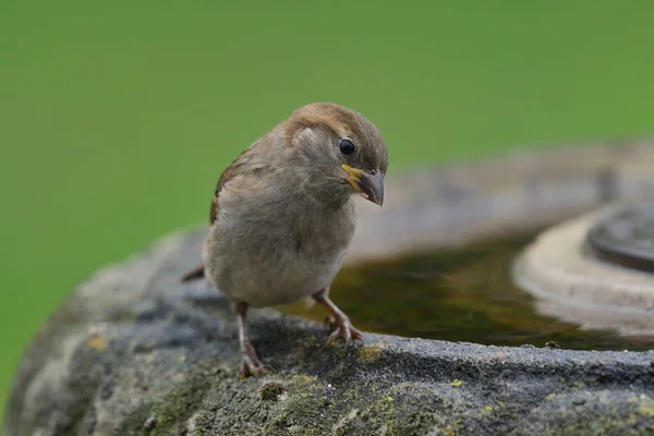 Serçe (Passer domesticus) — Stok fotoğraf