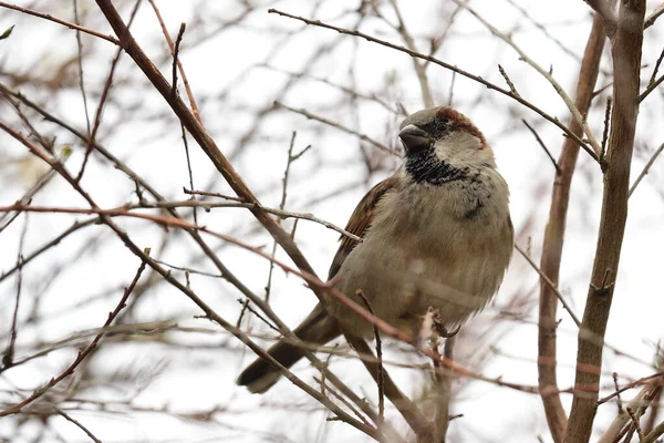 Huismus (Passer domesticus)) — Stockfoto