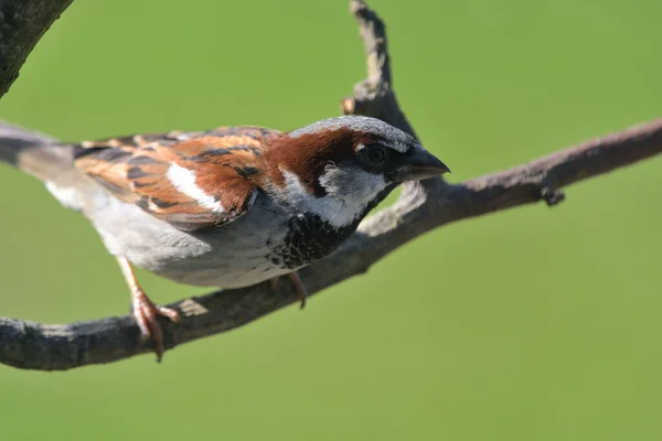 Дом Воробьев (Passer domesticus) — стоковое фото