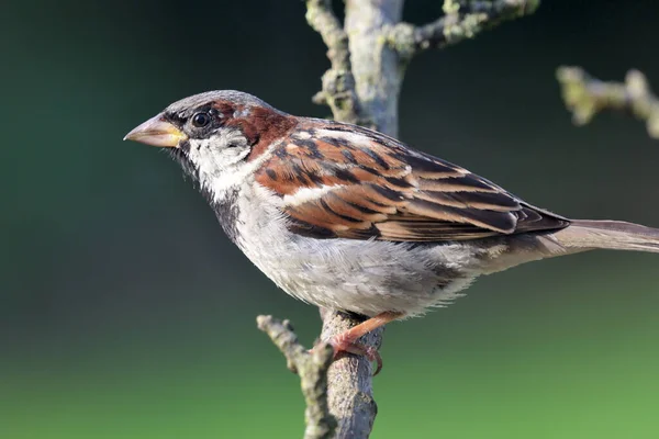 Sparrow (Passer domesticus) – stockfoto