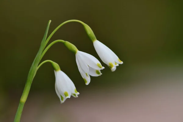 Snöflingor (Leucojum vernum)) — Stockfoto