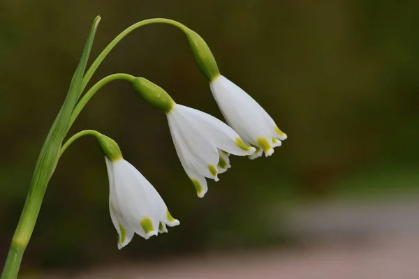 Snöflingor (Leucojum vernum)) — Stockfoto