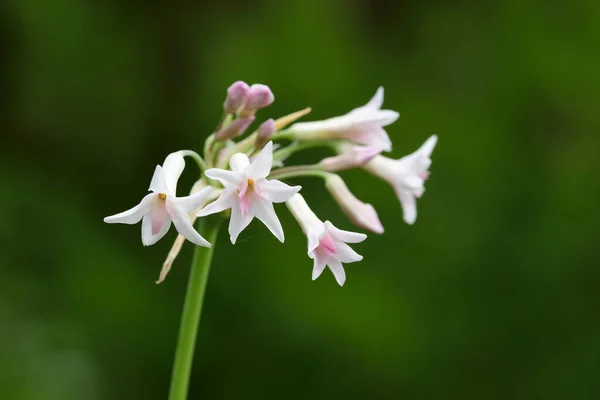 Society garlic (tulbaghia violacea)