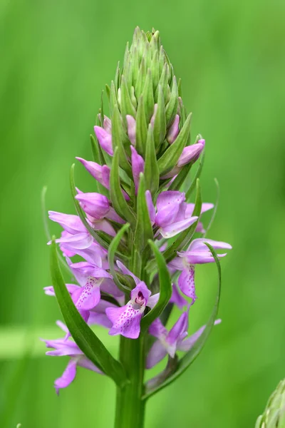 Orquídea de pântano do Sul (dactylorhiza praeterrmissa ) — Fotografia de Stock