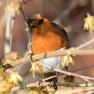 Avrupa bülbülü (Erithacus rubecula)