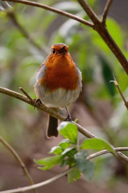 Avrupa bülbülü (Erithacus rubecula)