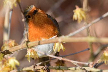 Avrupa bülbülü (Erithacus rubecula)
