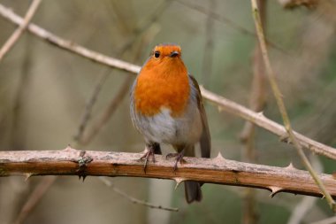 Avrupa bülbülü (Erithacus rubecula)