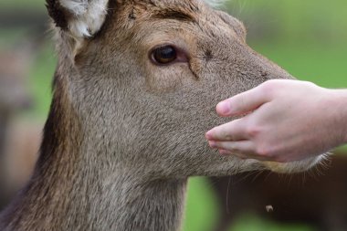 kırmızı geyik (cervus elaphus)