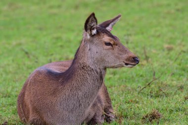 kırmızı geyik (cervus elaphus)