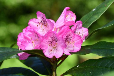 pembe orman gülleri