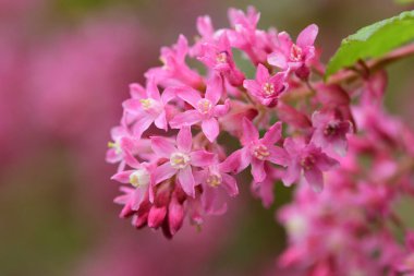 Frenk üzümü (ribes sanguineum)