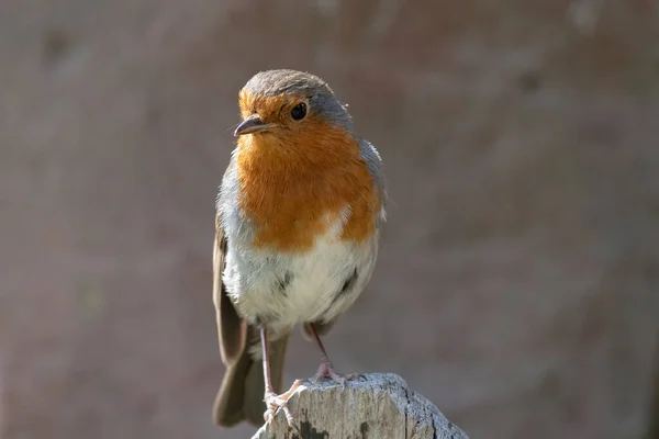 Avrupa bülbülü (Erithacus rubecula) — Stok fotoğraf