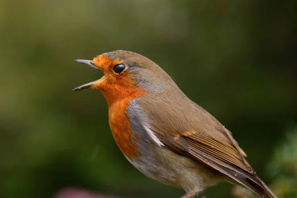 Bir Robin 'in yan görünümü (erithacus rubecula) şarkı söylüyor
