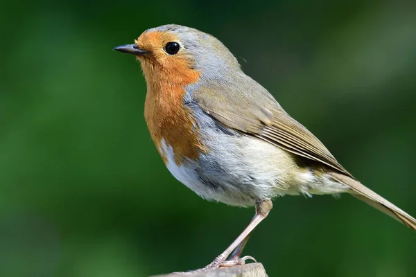 Evropský robin (Erithacus rubecula) — Stock fotografie