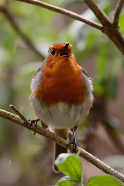 Avrupa bülbülü (Erithacus rubecula) — Stok fotoğraf