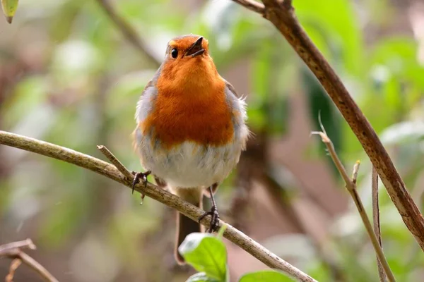 Rotkehlchen (Erithacus rubecula)) — Stockfoto