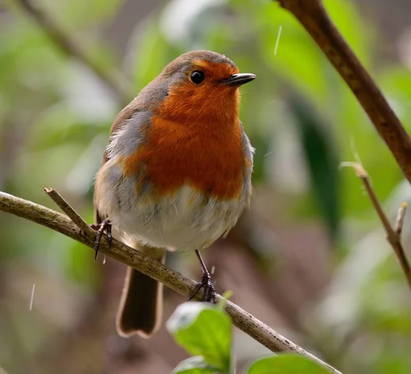 Evropský robin (Erithacus rubecula) — Stock fotografie