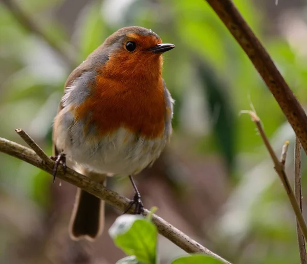 Merle d'Europe (Erithacus rubecula)) — Photo