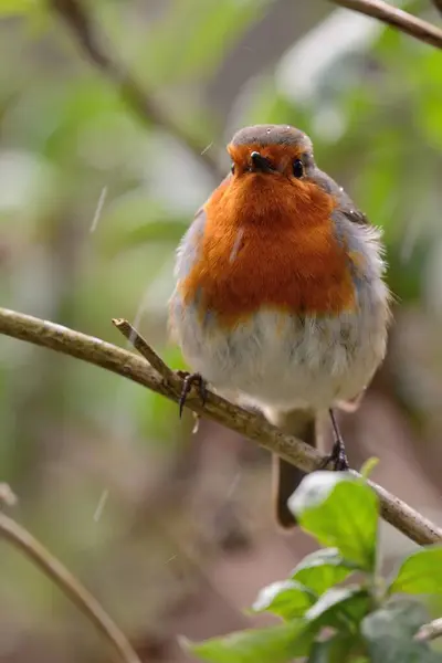 Evropský robin (Erithacus rubecula) — Stock fotografie