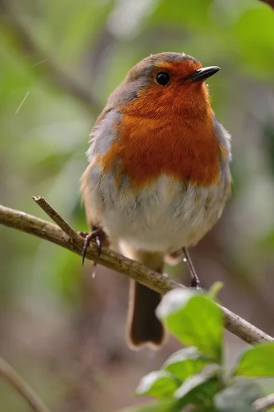 European robin (erithacus rubecula) — Stock Photo, Image