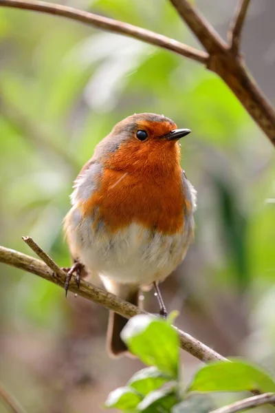 Rubin europejski (Erithacus rubecula)) — Zdjęcie stockowe