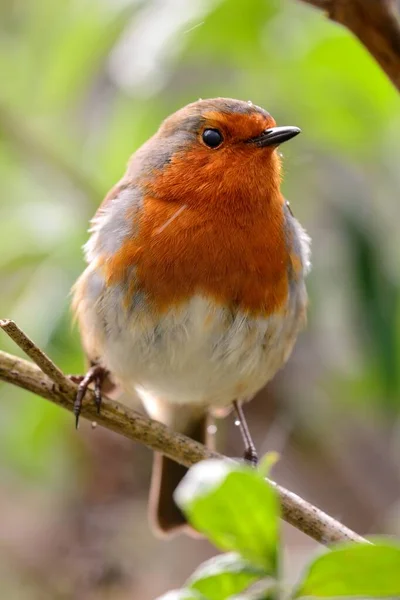 Rotkehlchen (Erithacus rubecula)) — Stockfoto