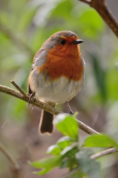 Rotkehlchen (Erithacus rubecula)) — Stockfoto