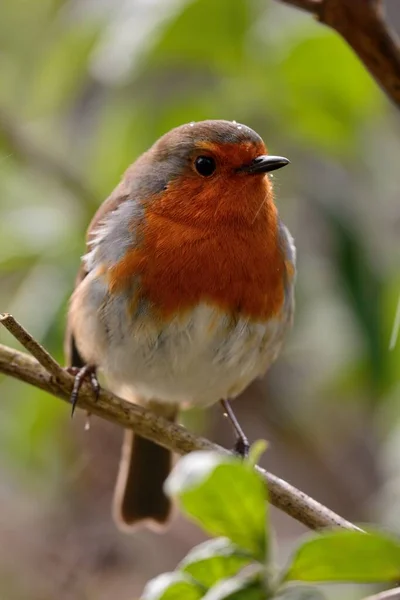 Европейская малиновка (Erithacus rubecula) — стоковое фото