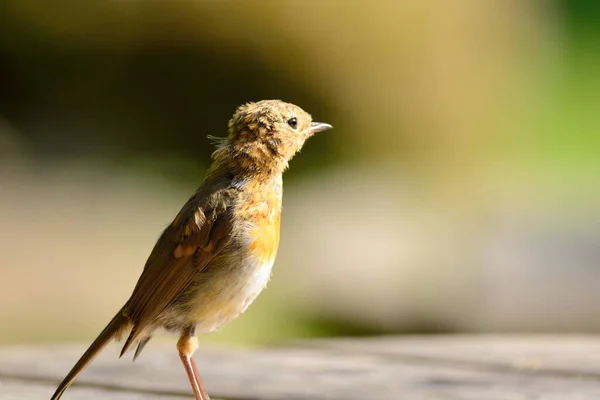 Європейський вільшанка (Erithacus rubecula) — стокове фото