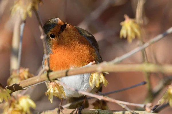 Evropský robin (Erithacus rubecula) — Stock fotografie