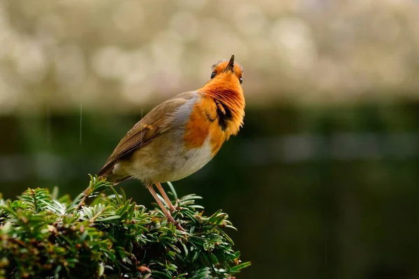 Европейская малиновка (Erithacus rubecula) — стоковое фото