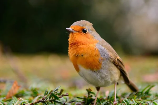 Rotkehlchen (Erithacus rubecula)) — Stockfoto