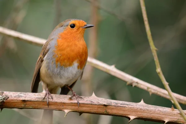 Ευρωπαϊκός κοκκινολαίμης (Erithacus rubecula) — Φωτογραφία Αρχείου