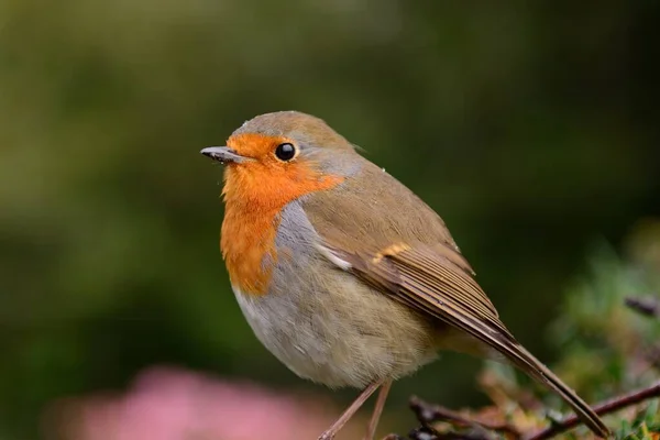 Evropský robin (Erithacus rubecula) — Stock fotografie