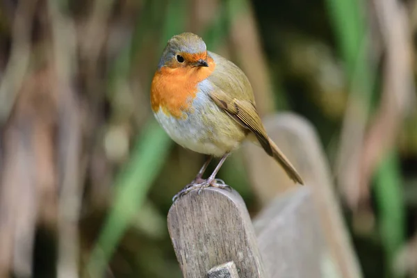 Merle d'Europe (Erithacus rubecula)) — Photo