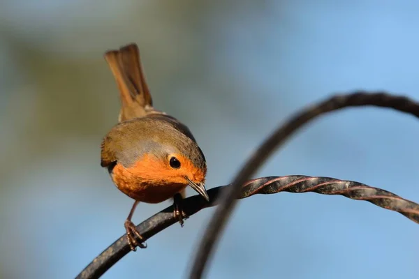 Rubin europejski (Erithacus rubecula)) — Zdjęcie stockowe