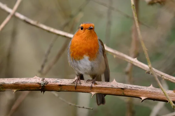 Evropský robin (Erithacus rubecula) — Stock fotografie