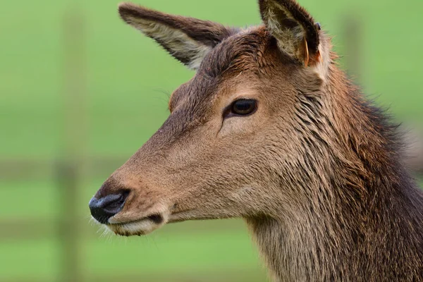 Kronhjort (cervus elaphus) - Stock-foto