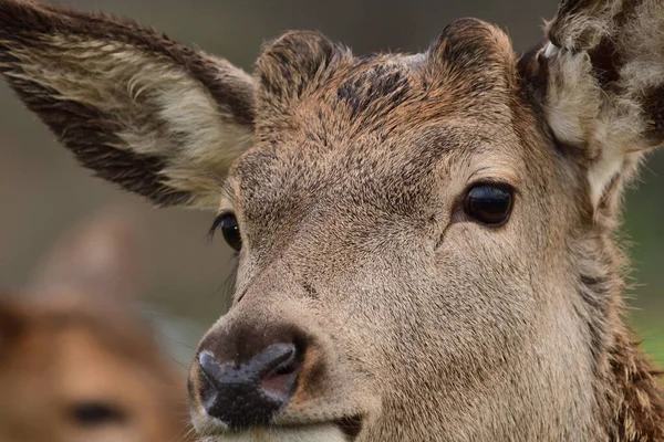 Kronhjort (cervus elaphus) - Stock-foto