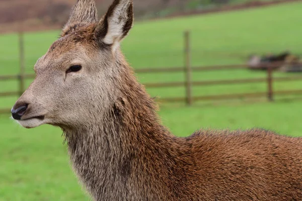 Kronhjort (cervus elaphus) - Stock-foto