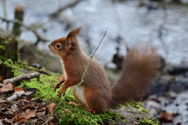 Ardilla roja (Sciurus vulgaris) — Foto de Stock