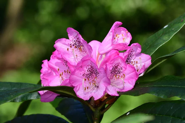 Pembe orman gülleri — Stok fotoğraf