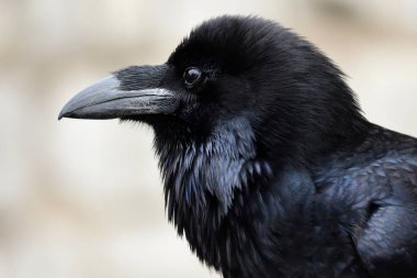 Genel Kuzgun (Corvus corax)