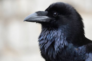 Genel Kuzgun (Corvus corax)