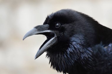 Genel Kuzgun (Corvus corax)