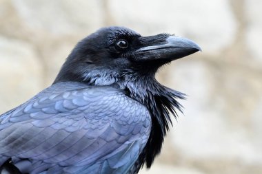 Genel Kuzgun (Corvus corax)