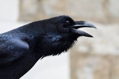 Genel Kuzgun (Corvus corax)