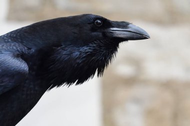 Common raven (corvus corax) clipart